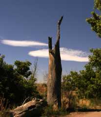 Tree9796