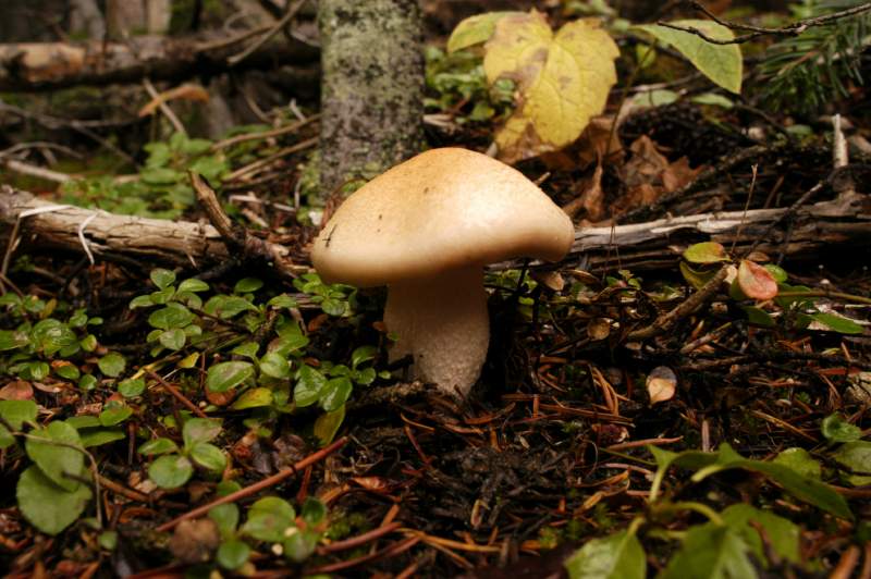 06Fungi0103