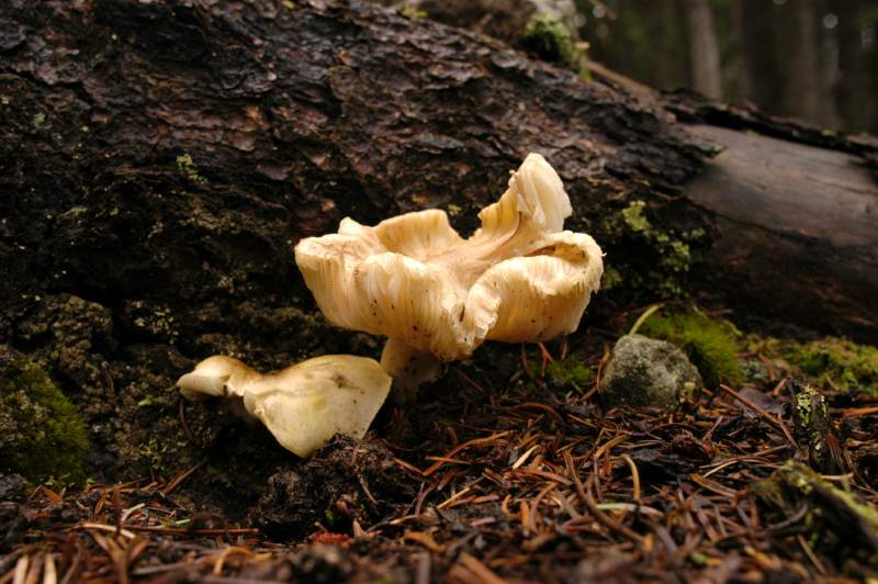 07Fungi0110