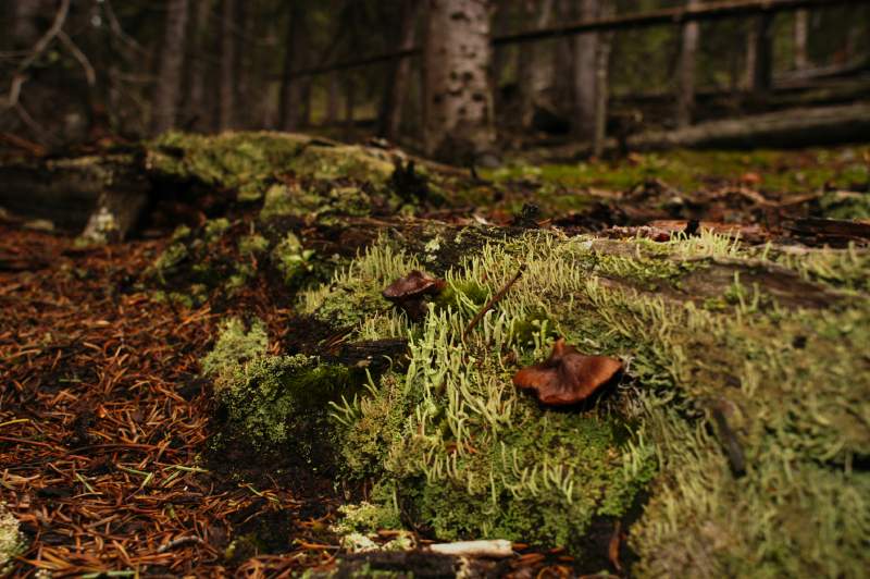 09Fungi0123