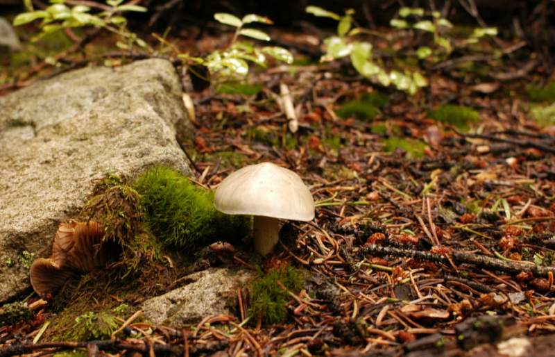11Fungi0125