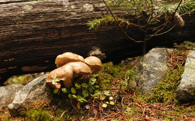 12Fungi0126