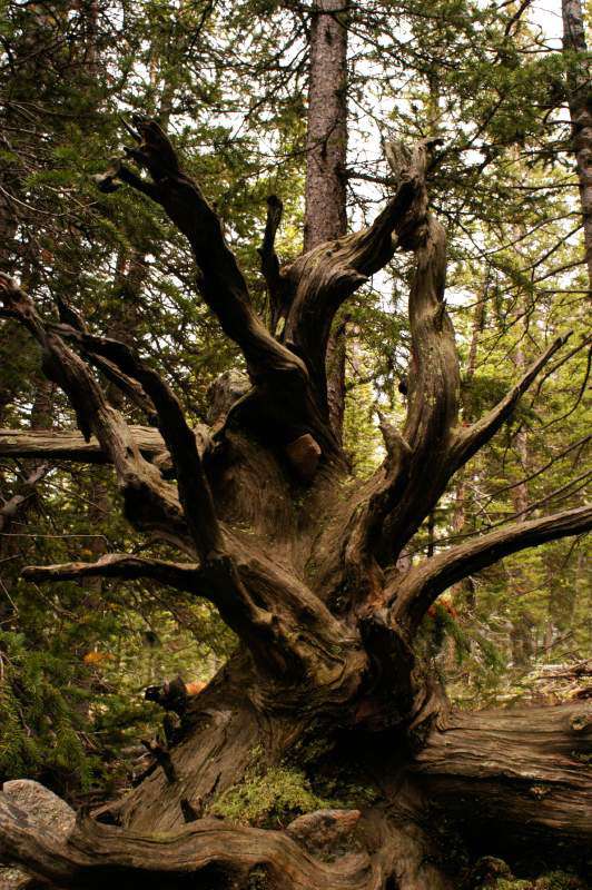 15Tree0139
