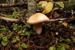 06Fungi0103