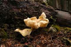 07Fungi0110