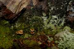 08Fungi0116