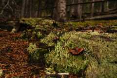 09Fungi0123