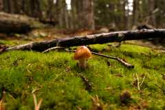 10Fungi0124