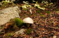 11Fungi0125