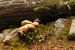 12Fungi0126