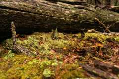 13Fungi0128