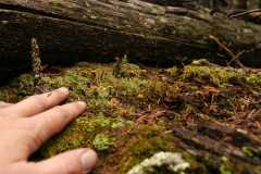 14Fungi0130