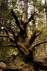 15Tree0139
