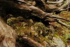 16Fungi0151