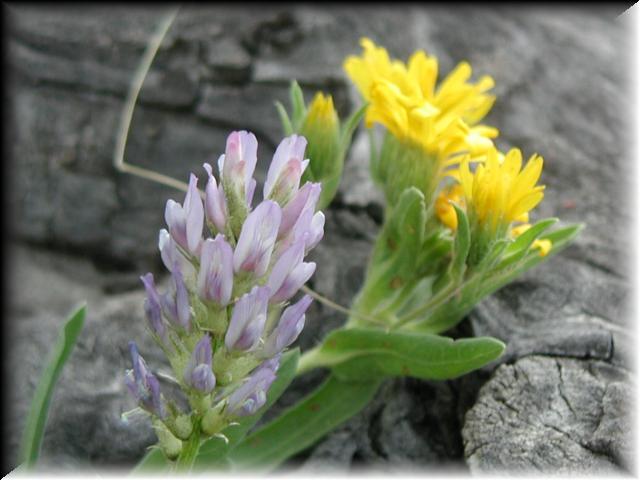 BlueandYellow