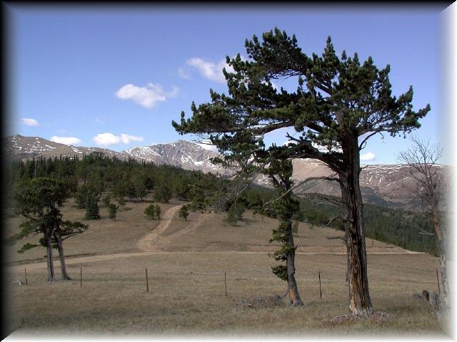 BristleconeonMontanaMtn