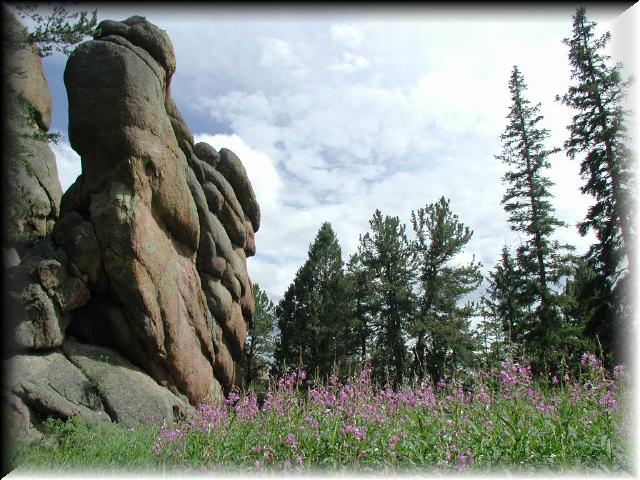 DHMeadow2