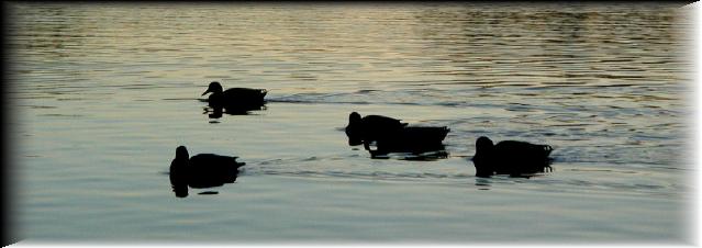 Ducks1