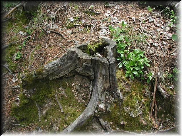 Stump1