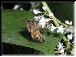 Bee4
