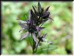 BlackFlower
