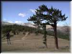 BristleconeonMontanaMtn