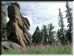 DHMeadow2
