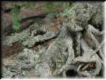 KnarleyWood1