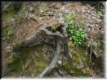 Stump1