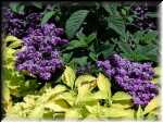 FlowersFive
