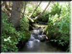 Greenery1
