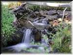 Greenery5