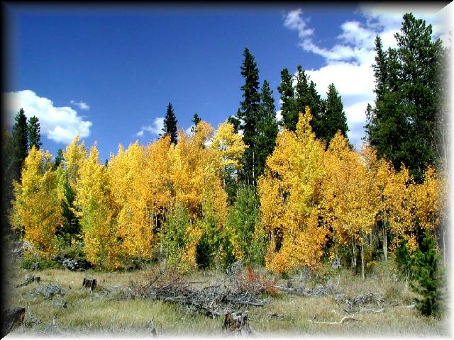 Ohler_Gulch_Fall_Color