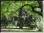 DenverGreenery001