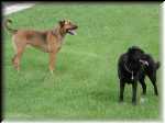 Dogs