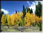 Ohler_Gulch_Fall_Color