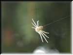 Spider001