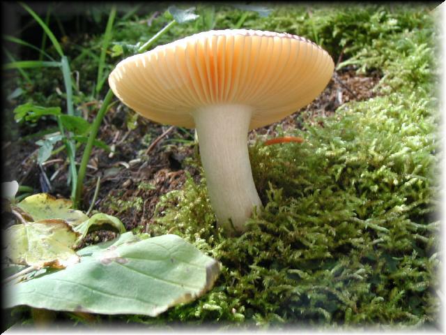 Shroom
