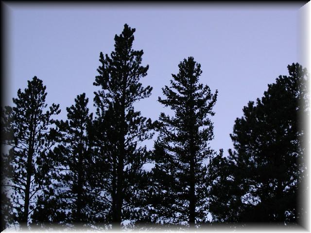 Silhouette3