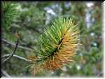 PineBough