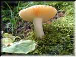 Shroom