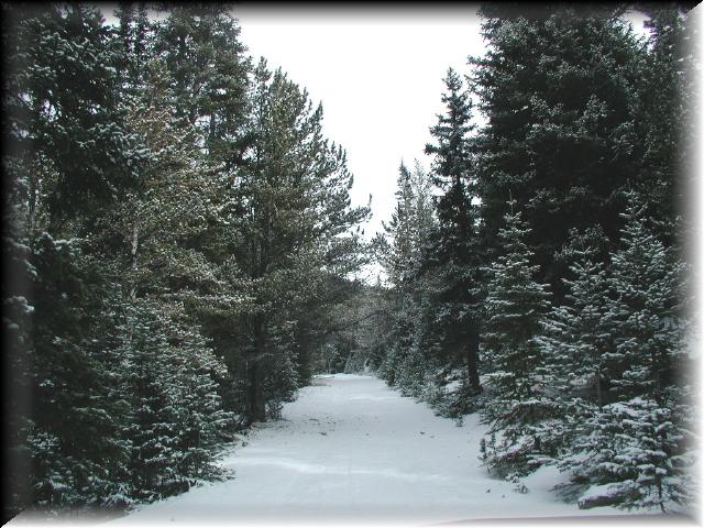 Snowyroad