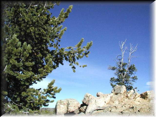 SquawPassTrees1