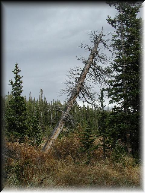 Tree2