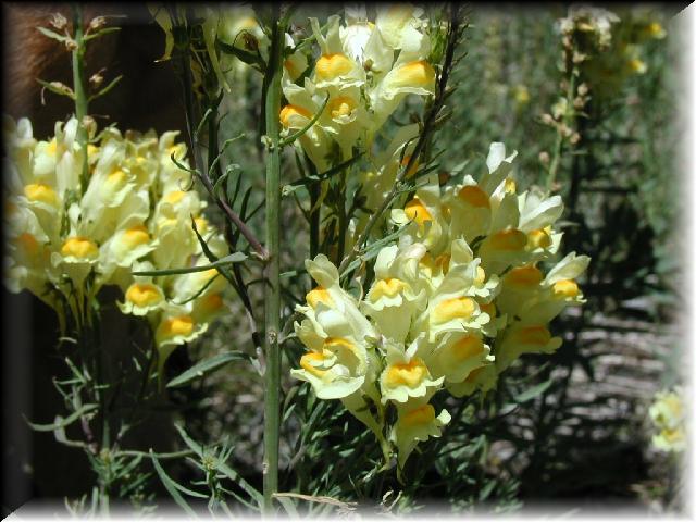 YellowFlowers