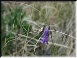 SpideronBluebell