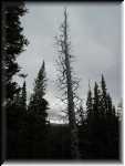 Tree1