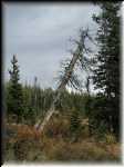 Tree2