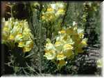 YellowFlowers