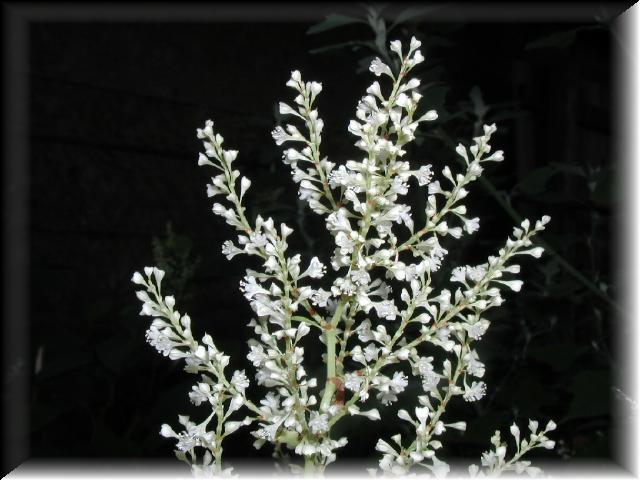 Whiteflower